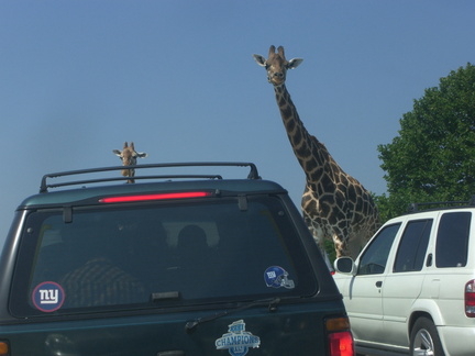 giraffes-blocking-traffic 4873607303 o