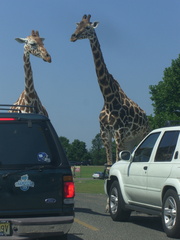 giraffes-blocking-traffic 4873607861 o
