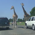 giraffes-blocking-traffic_4874218752_o.jpg