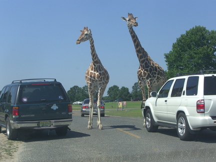 giraffes-blocking-traffic 4874218752 o