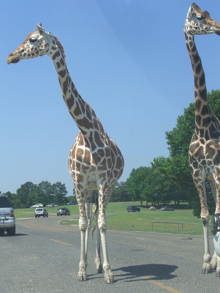 giraffes-blocking-traffic_4874219286_o.jpg