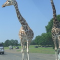 giraffes-blocking-traffic 4874219286 o