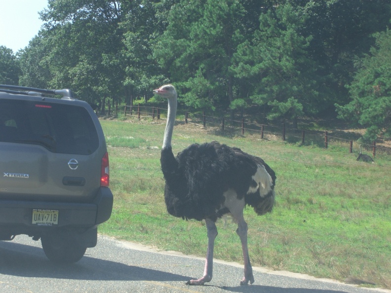 ostrich-in-the-road_4874215742_o.jpg