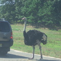 ostrich-in-the-road 4874215742 o