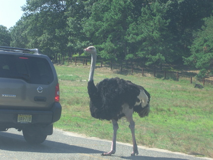 ostrich-in-the-road 4874215742 o