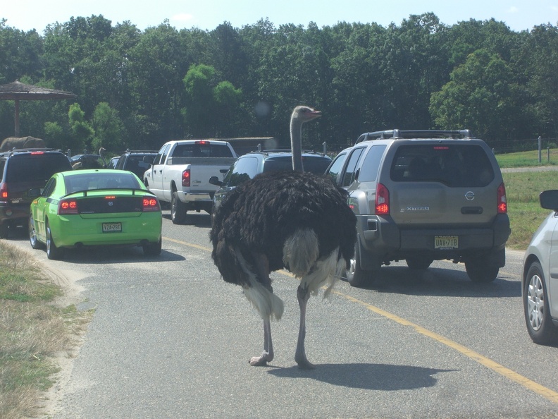 ostrich-in-the-road_4874216688_o.jpg