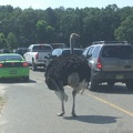 ostrich-in-the-road 4874216688 o