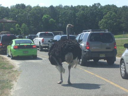 ostrich-in-the-road 4874216688 o