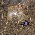 purple-beetle 4896193990 o