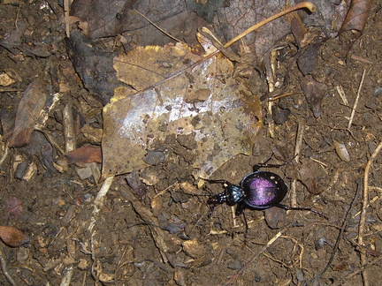 purple-beetle 4896193990 o