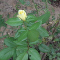 single-yellow-rose 4895583759 o