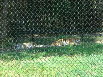 two-tigers 4873612665 o