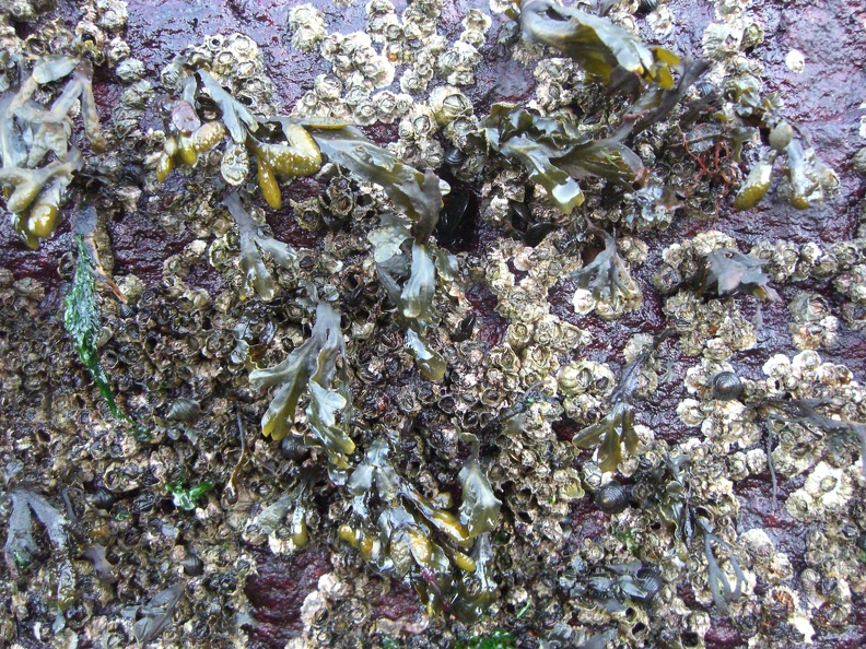 baracles-and-seaweed-on-the-sea-wall_5203274800_o.jpg
