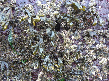 baracles-and-seaweed-on-the-sea-wall 5203274800 o