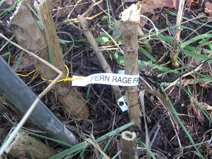 fern-rage-dahlia-stems 5202686303 o
