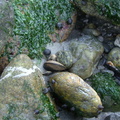 snails-and-mussles-in-the-tidal-pool 5203273484 o