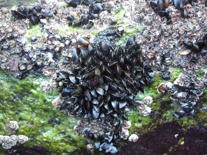 what-do-you-call-a-group-of-mussels--a-ripple-of--a-striation-of_5202679633_o.jpg