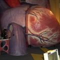 gigantic-human-heart 5253506116 o