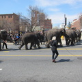 elephants-arrive-for-a-feast 5596398183 o