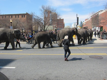 elephants-arrive-for-a-feast 5596398183 o