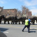 elephants-arrive-for-a-feast 5596980320 o