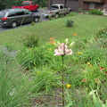 debbies-hillside-of-flowers 5854767785 o