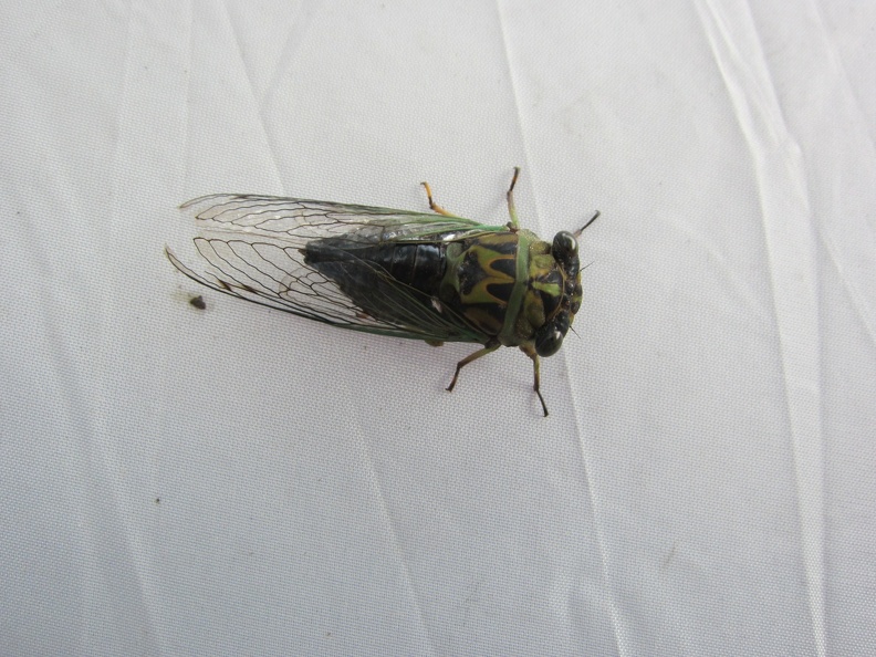 cicada-on-our-tent 6066496839 o