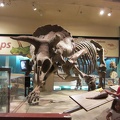 triceratops_6070434147_o.jpg
