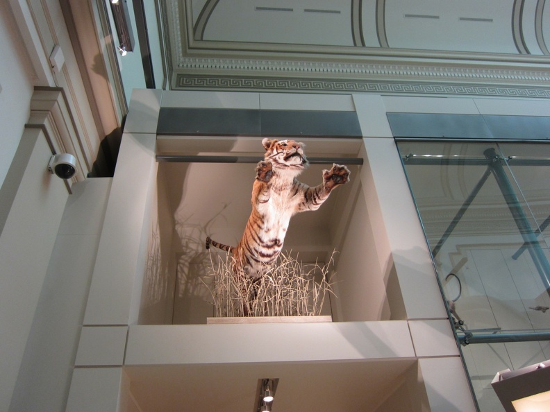 welcome-to-the-hall-of-mammals_6070437473_o.jpg