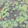 lilly-pads-at-the-golf-course 6180105540 o