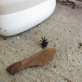 black-widow-spider 6329888798 o