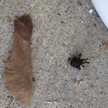 black-widow-spider 6329889608 o
