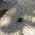black-widow-spider_6329890260_o.jpg