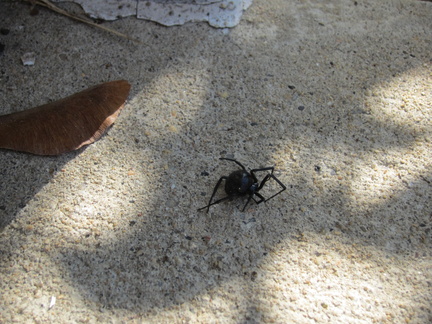 black-widow-spider 6329890260 o