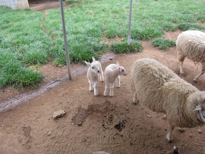 baby-sheep_7104830573_o.jpg