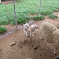 baby-sheep 7104830573 o