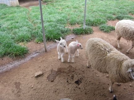 baby-sheep 7104830573 o