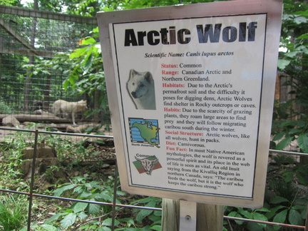 arctic-wolf 7390246028 o