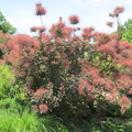 beautiful-flowering-bush 7390209190 o