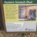 eastern-screech-owl 7390043946 o