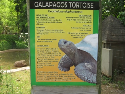 galapagos-tortoise 7390186216 o