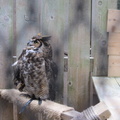 horned-owl 7390039602 o