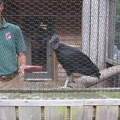 ranger-john-and-the-black-vulture 7390046042 o