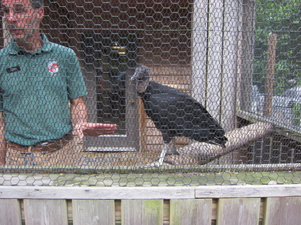 ranger-john-and-the-black-vulture 7390046042 o