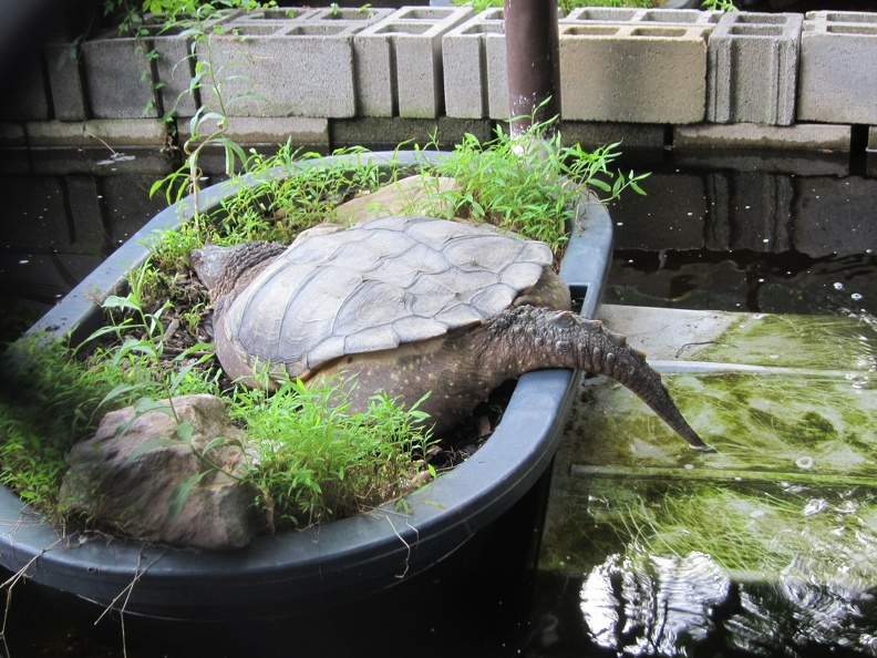 rear-of-a-giant-snapping-turtle_7390035862_o.jpg