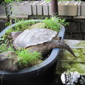rear-of-a-giant-snapping-turtle 7390035862 o