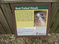 red-tailed-hawk 7390037338 o