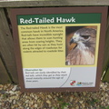 red-tailed-hawk 7390037338 o