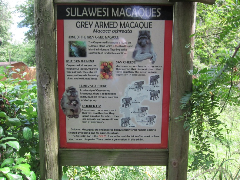 sulawesi-macaques_7393771026_o.jpg