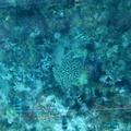 coral-and-fish 8430658648 o